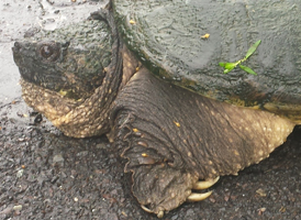 Common Snapping Turtle